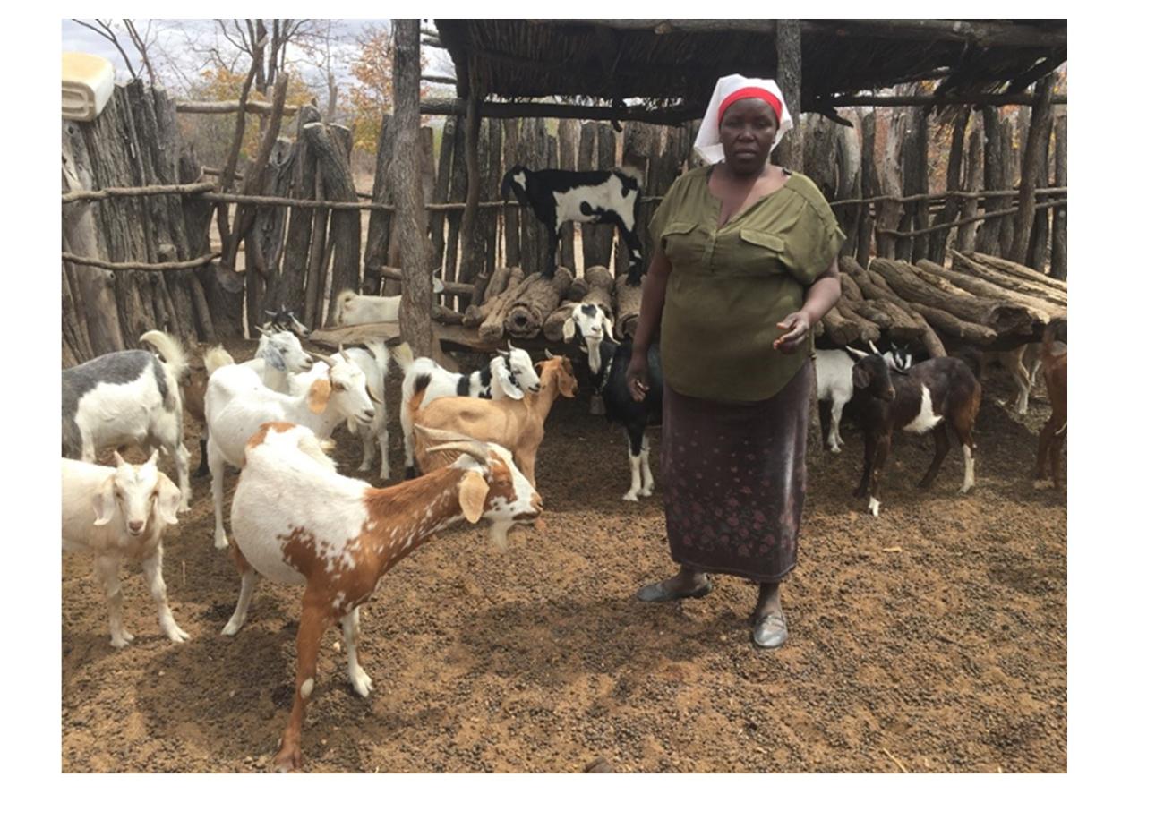 goat breeding project has improved goat offspring for women in Binga District in Zimbabwe