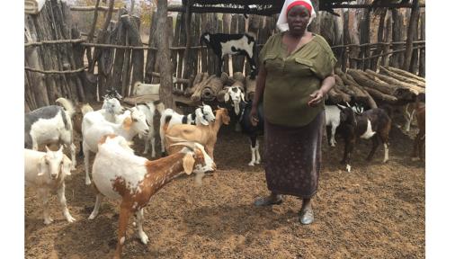 goat breeding project has improved goat offspring for women in Binga District in Zimbabwe